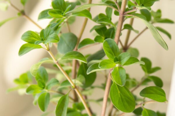 Marjoram - Image 2
