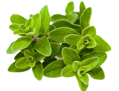 Marjoram