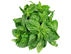 Basil