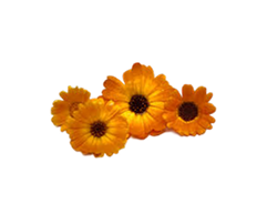 Calendula