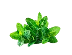 Spearmint