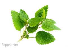 Peppermint