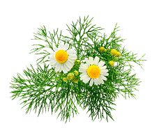 Chamomile